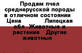 Продам пчел среднерусской породы в отличном состоянии › Цена ­ 3 000 - Липецкая обл. Животные и растения » Другие животные   